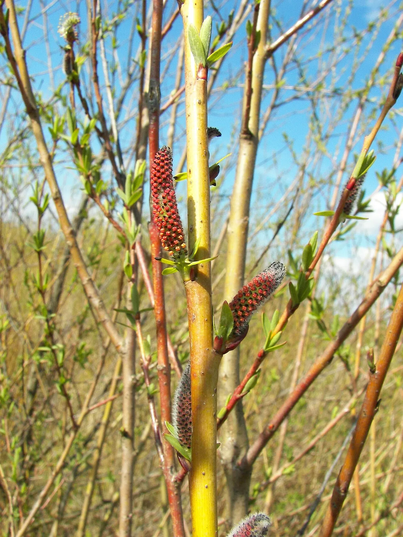 Purpleosier Willow — photo by Willow