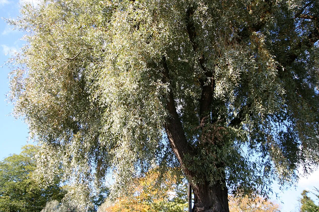 Silky Willow — photo by Tappinen