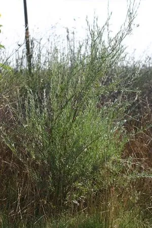 Northwest Sandbar Willow — photo by Stephen Laymon, Bureau of Land Management