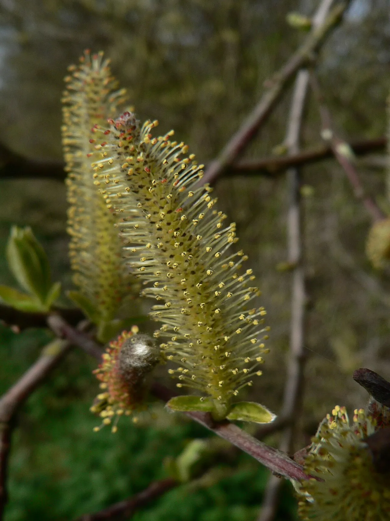 Sitka Willow — photo by Walter Siegmund (talk)