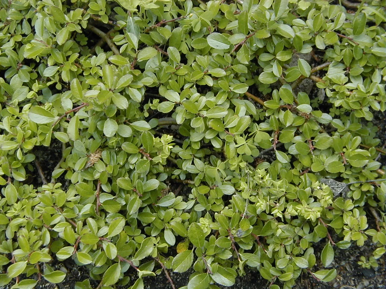 Bearberry Willow — photo by A. Barra
