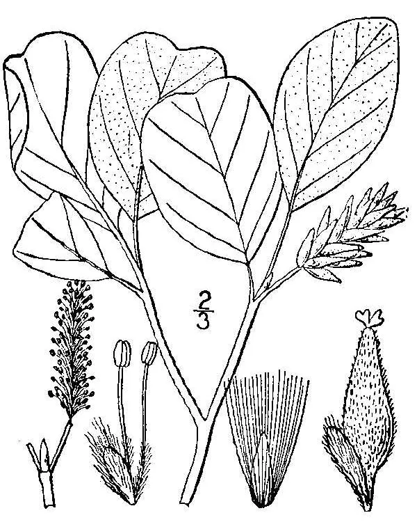 Rock Willow — photo by Wikimedia Commons