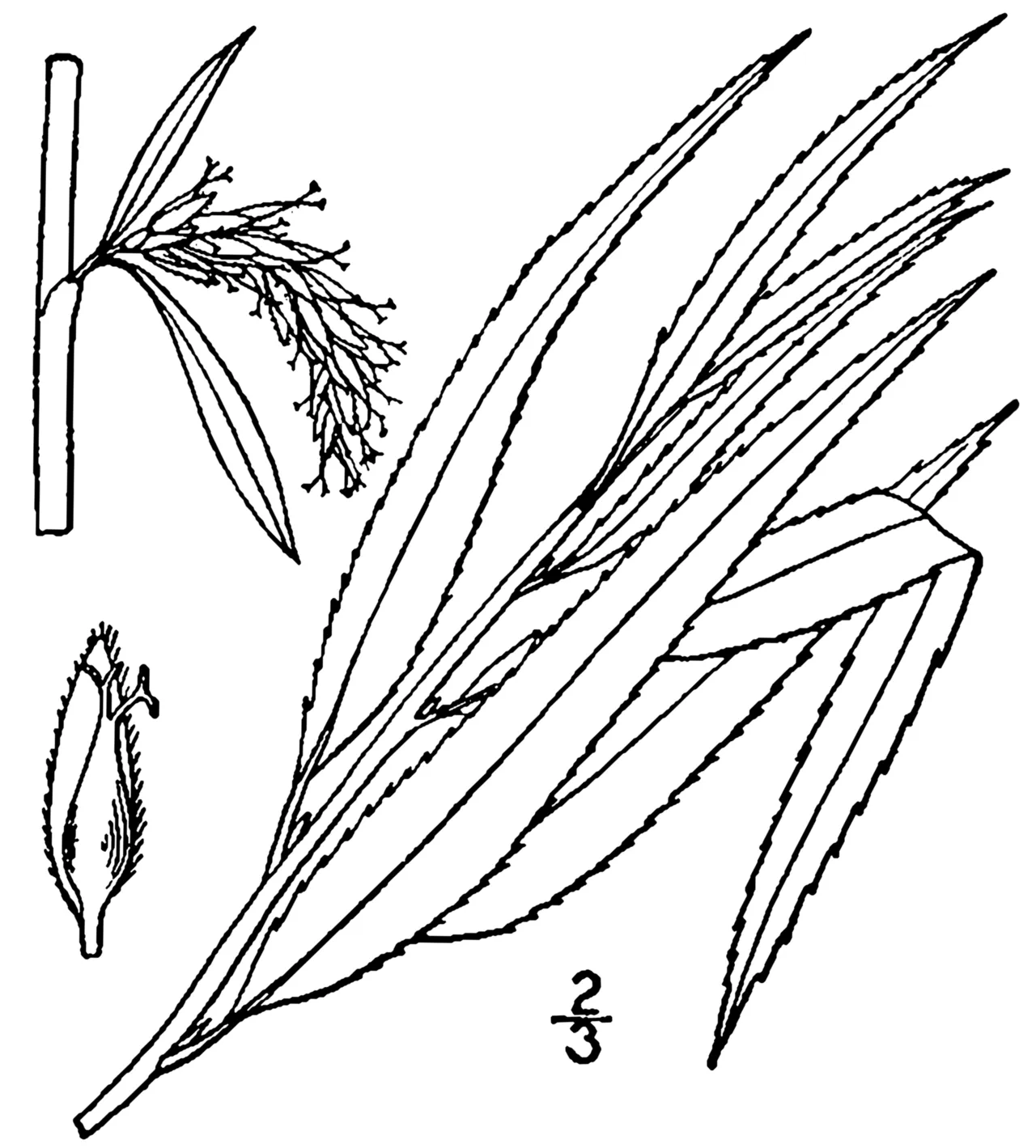 Wisconsin Weeping Willow — photo by Britton, N.L., and A. Brown. 1913. An illustrated flora of the northern Unite…