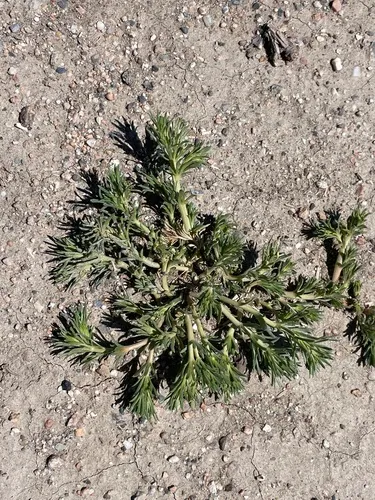 Slender Russian Thistle — photo by Andrew Jacobs
