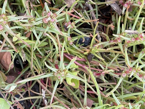 Oppositeleaf Russian Thistle