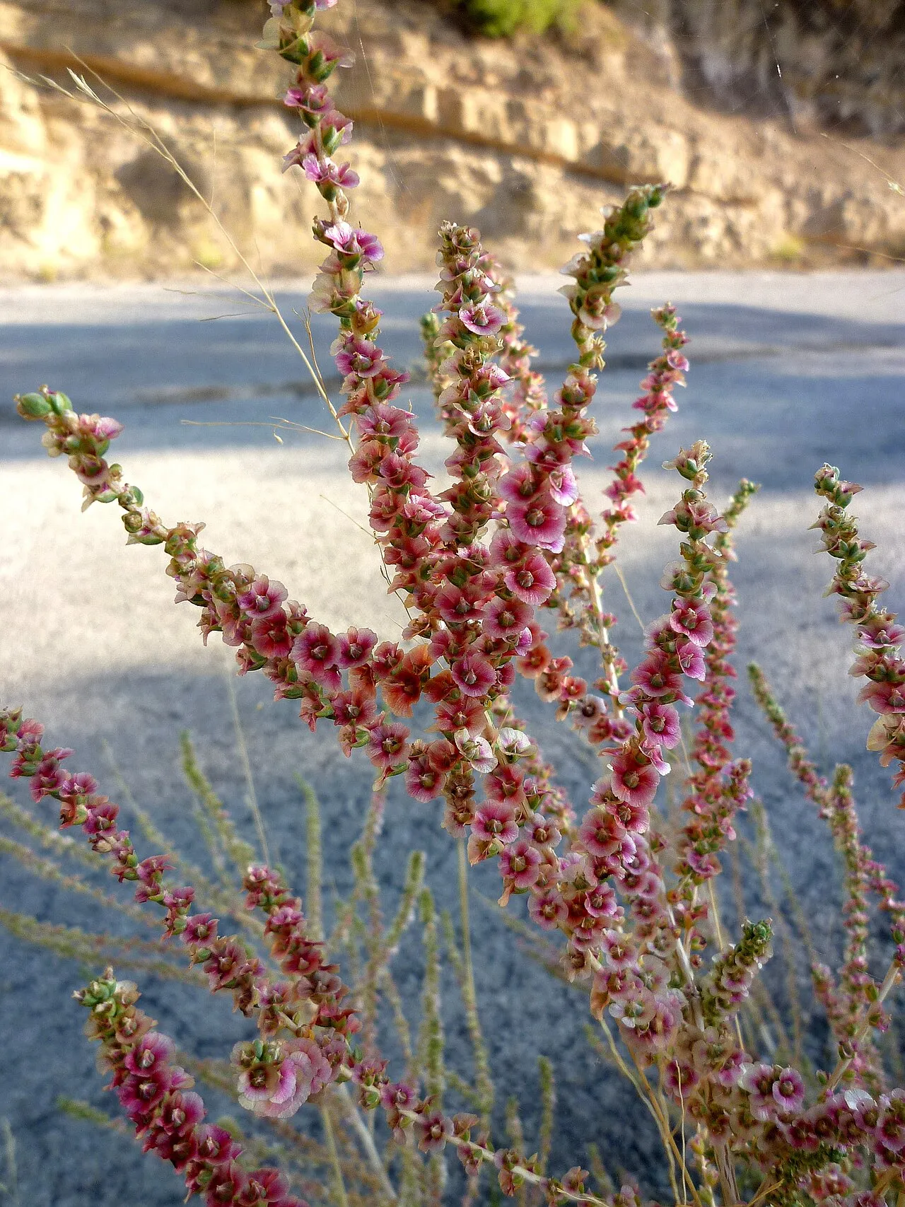 Shrubby Russian Thistle