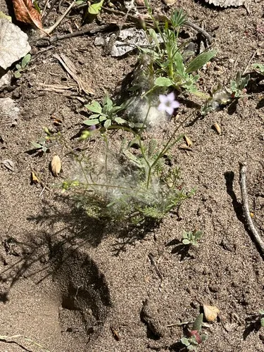 Southern Gilia