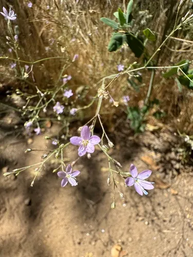 Carawayleaf Gilia
