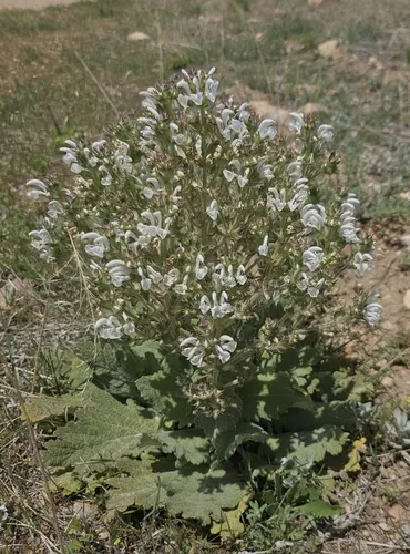 Mediterranean Sage — photo by Nox