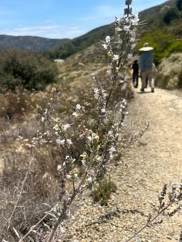 Compact White Sage (var. compacta) — photo by Sydney Nguyen