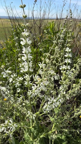 Silver Sage — photo by evance14