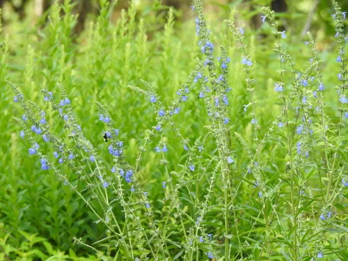 Azure Blue Sage