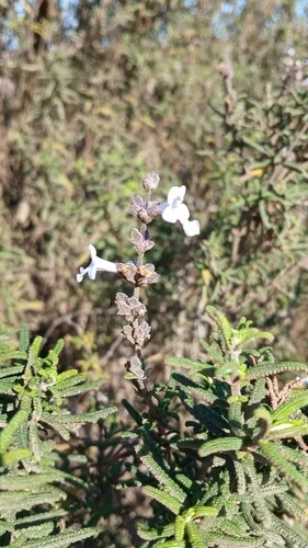 Santa Rosa Island Sage — photo by montano_jd