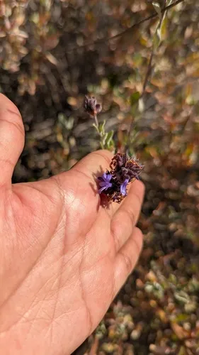 Fragrant Sage — photo by Eliane