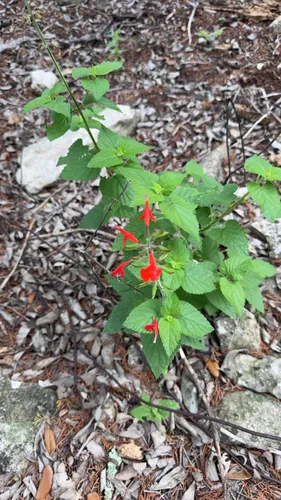Blood Sage
