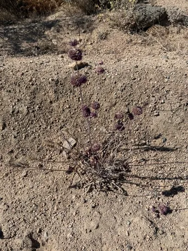 Chia (var. columbariae) — photo by bluesunflower45