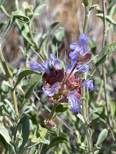 Purple Sage (subsp. mearnsii) — photo by Karen Wright