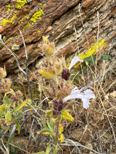 Rose Sage — photo by Alex Barone