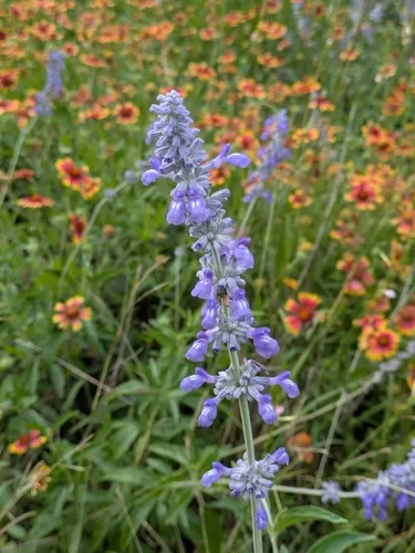 Mealycup Sage — photo by catherine327