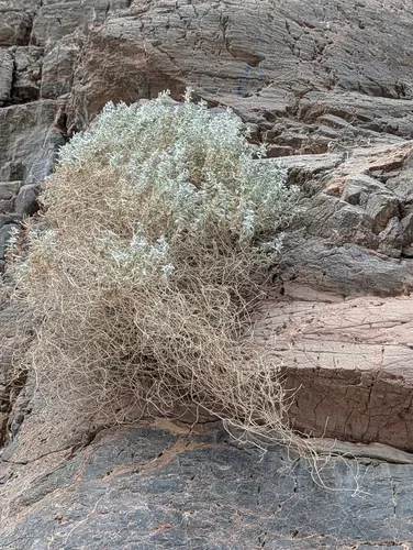 Woolly Sage — photo by Trevor Van Loon