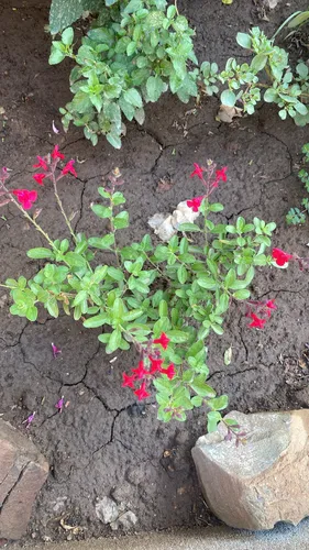 Autumn Sage