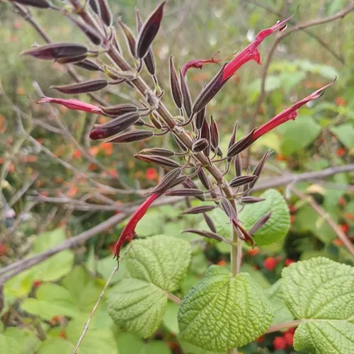 Mexican Sage — photo by Jonathan Rodriguez