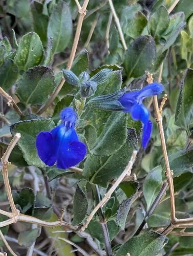 Canyon Sage