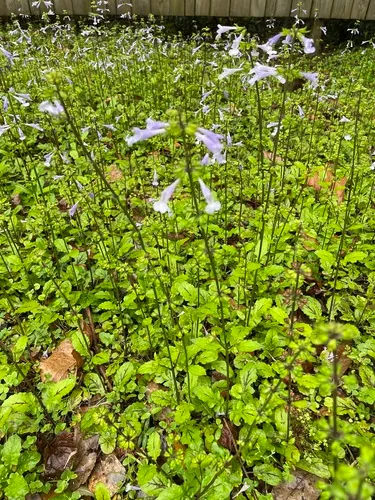 Lyreleaf Sage — photo by shari203