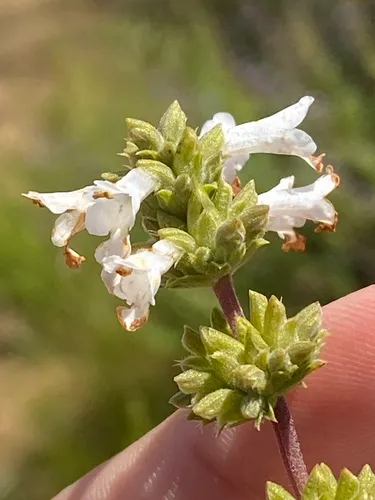Black Sage