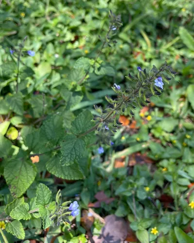 West Indian Sage — photo by Ryan