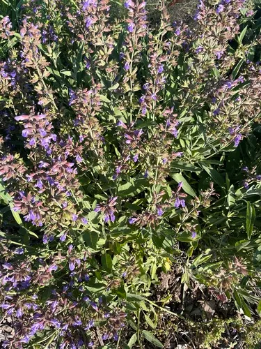 Kitchen Sage — photo by simonparr55