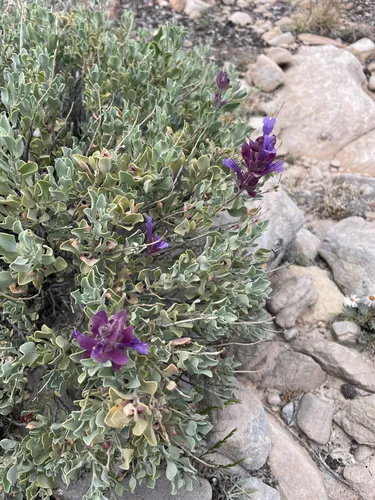 Blue Sage