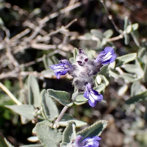 Parry's Sage — photo by Sue Carnahan
