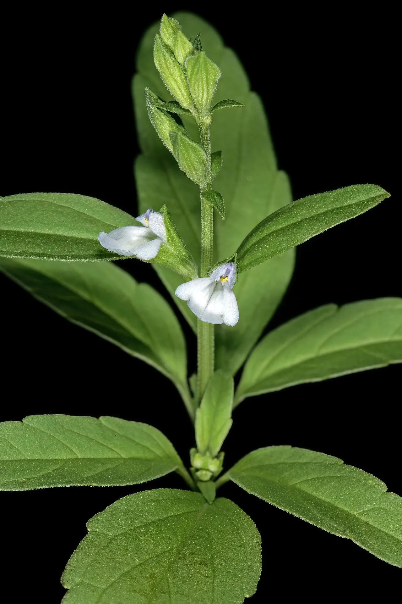 Lanceleaf Sage — photo by SAplants