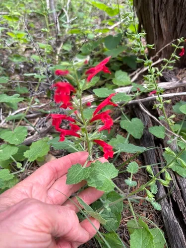Cedar Sage