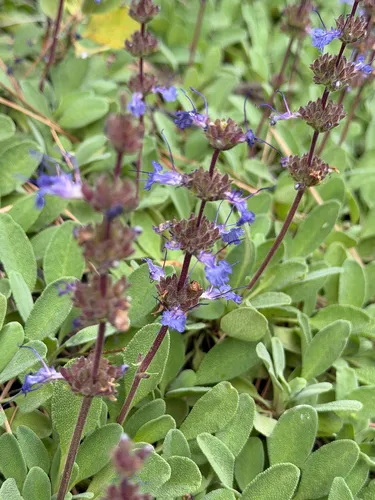 Creeping Sage — photo by kduburguet