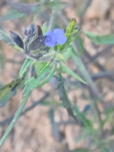 Sawtooth Sage — photo by Rodrigo Osvaldo Borbon Vázquez