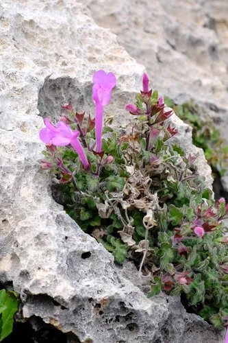 Great Sage — photo by Nathan Aaron