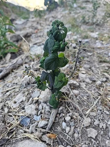 Lindenleaf Sage — photo by Alejandra Peña Estrada