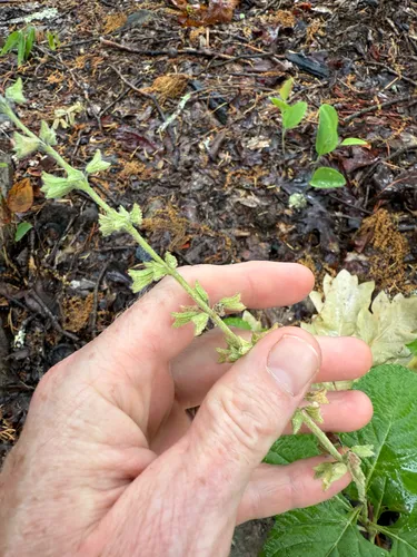 Nettleleaf Sage — photo by Bert Harris
