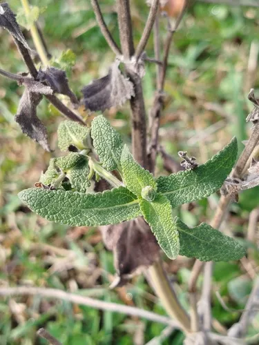 Wand Sage — photo by Екатерина Полякова