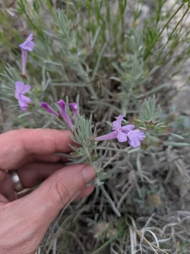 Clustered Sage — photo by Eric Knight