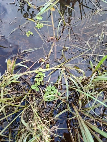 Eared Watermoss