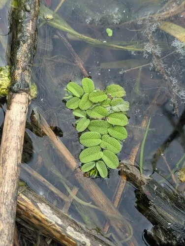 Floating Watermoss — photo by 红梅