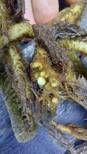 Oblong Salvinia