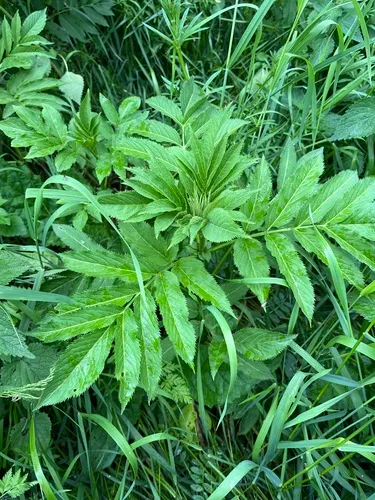 Dwarf Elderberry