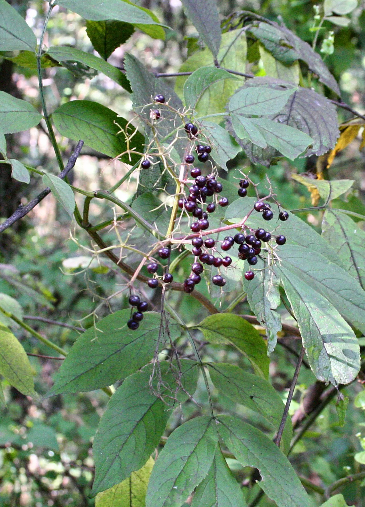 American Black Elderberry (subsp. canadensis)