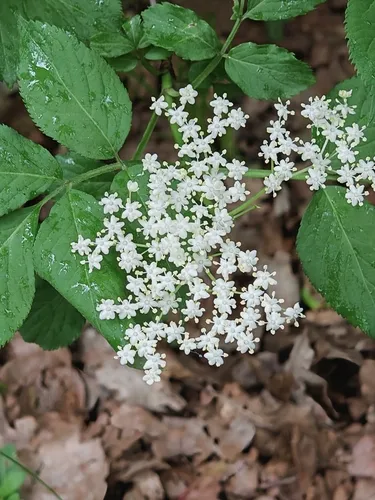 Black Elderberry