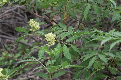 Red Elderberry (var. racemosa)