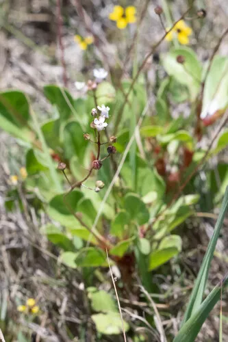Limewater Brookweed